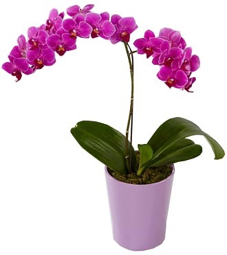 ORCHID PHALAENOPSIS PLANT
