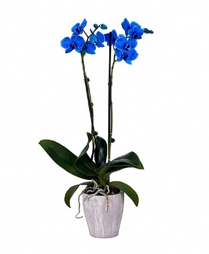 Big Orchid Plan Blue 
