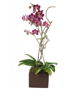 Orchid Plant