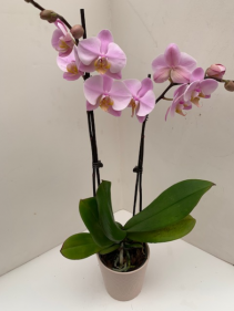 Orchid Plant