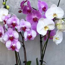 Orchid Plant