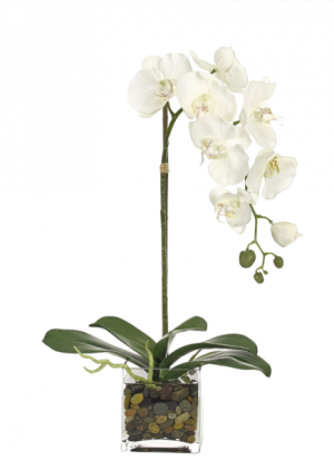 White Orchid Plant  