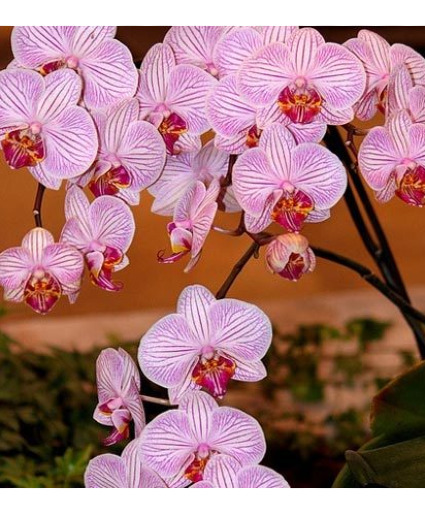 Orchid Plant 5in Potted Orchid Plant