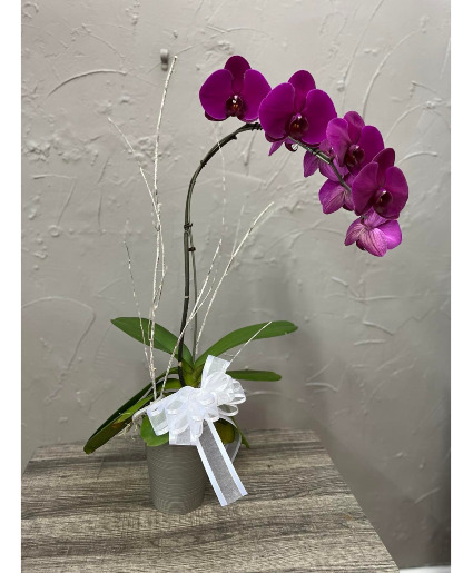 Orchid Plant