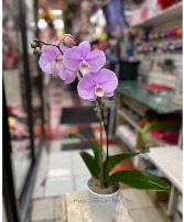 Orchid Plant  