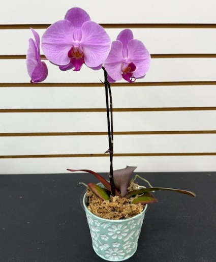 Orchid Plant 
