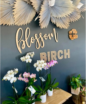 Orchid Plant  in Norfolk, NE | Blossom + Birch