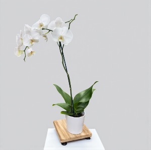 Orchid Plant 