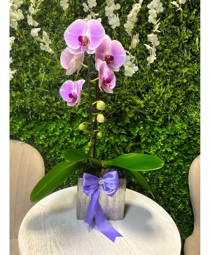 Orchid Plant