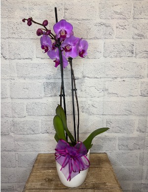 Orchid Plant 