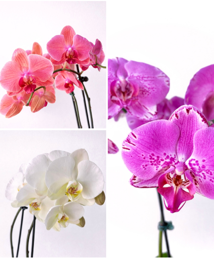 Orchid Plant 