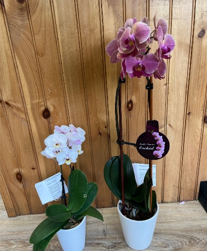 Orchid Plant