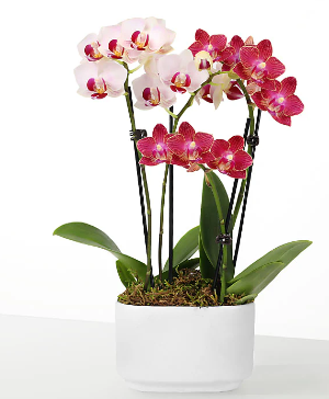 Orchid plant 