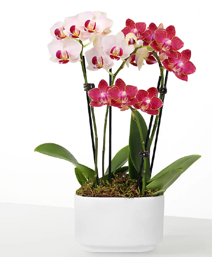 Orchid plant 