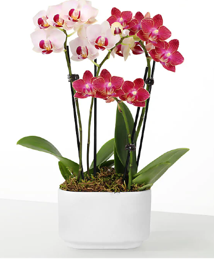 Orchid plant 