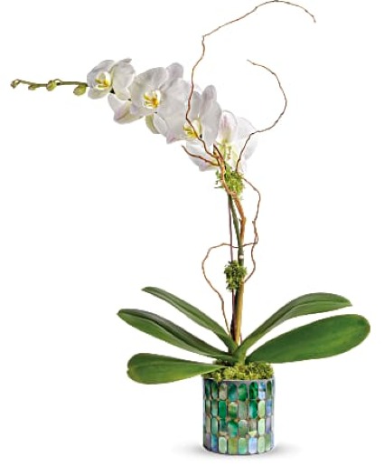 Orchid Plant 