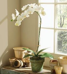 Orchid Plant  in Oakdale, NY | POSH FLORAL DESIGNS INC.