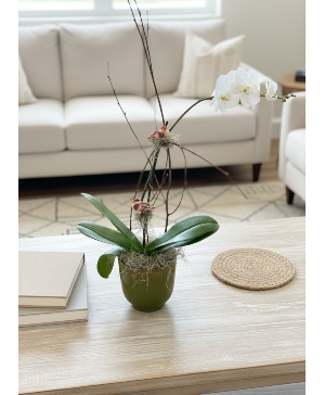Orchid Plant Arrangement Plant Arrangement