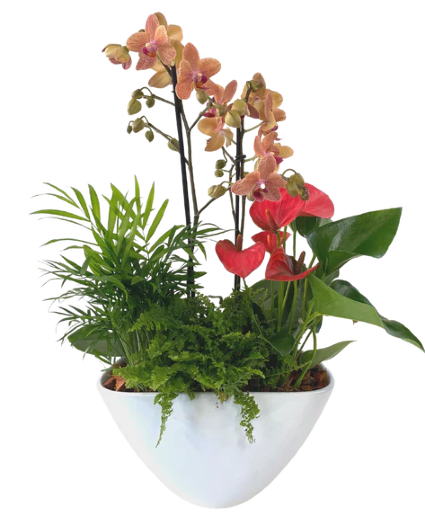 Orchid Plant & Assorted Plants in Ceramic 
