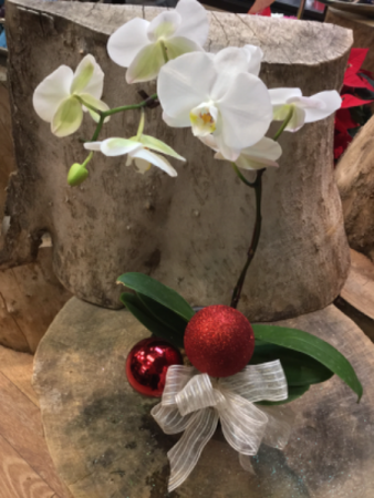Orchid Plant decorated for the Season 