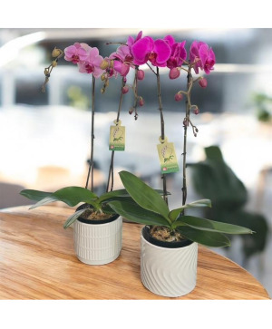 Elegant Phalaenopsis Orchid  (Purple or Lavender) Plant