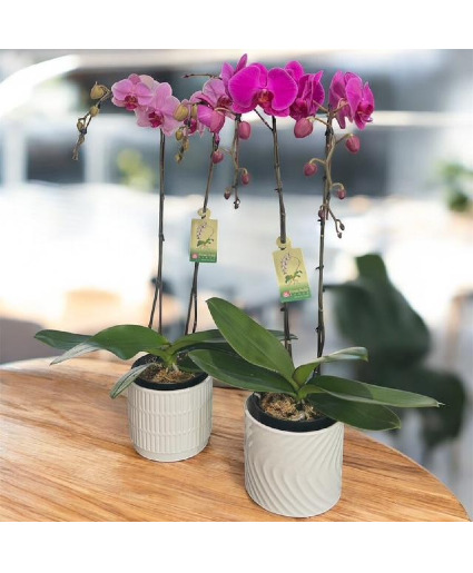 Elegant Phalaenopsis Orchid  (Purple or Lavender) Plant