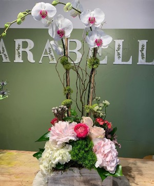 Orchid Plant in Wooden Box, with cut flowers 
