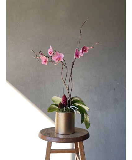 Orchid Plant - VAL - 11 Orchid