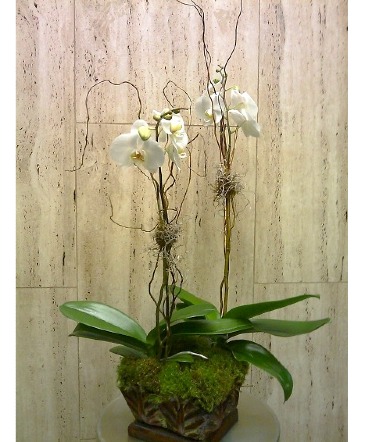 Orchid Plant Phalaenopsis Orchid Plant in Charlotte, NC | Flowers Plus