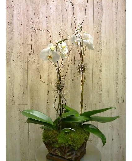 Orchid Plant Phalaenopsis Orchid Plant
