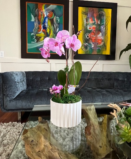 Orchid Plant - Pink Plant