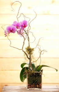 Orchid Plant Plant