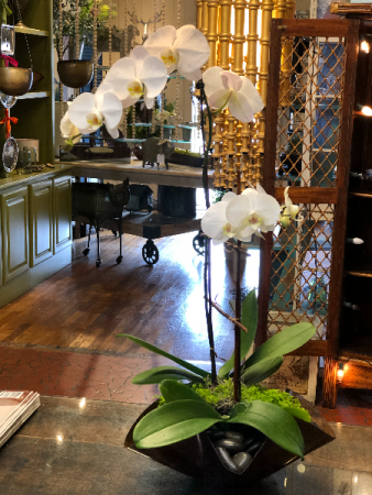 Orchid Plant Plant