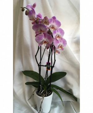 Orchid Plant Plant