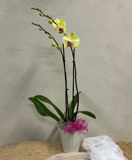 Orchid Plant Plant Available after May 5th 