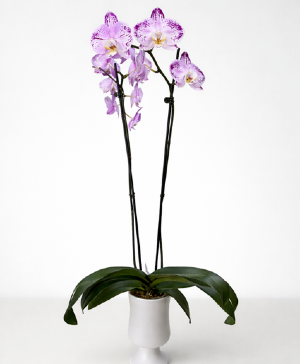 Orchid Plant Plant