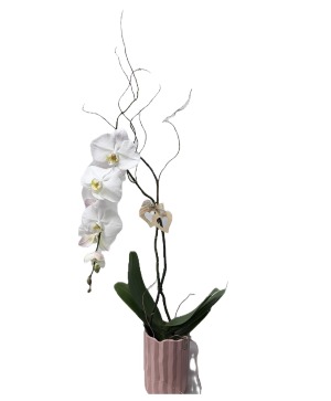 Orchid Plant Plant
