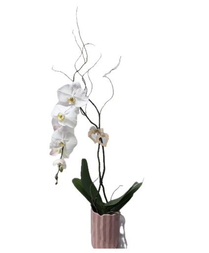 Orchid Plant Plant