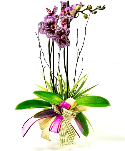 Orchid Plant 