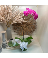 Orchid Plant - Purple 