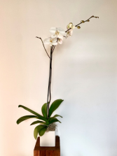 WHITE PHALAENOPSIS ORCHID 