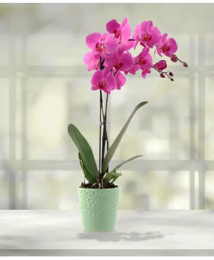 Orchid Planter 