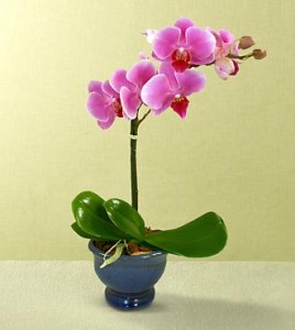 Orchid Plants 