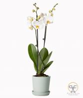 Orchid Plants 