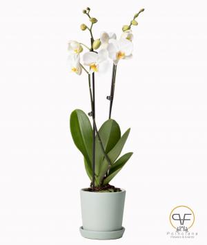 Orchid Plants 