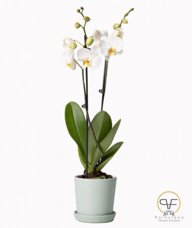 Orchid Plants 