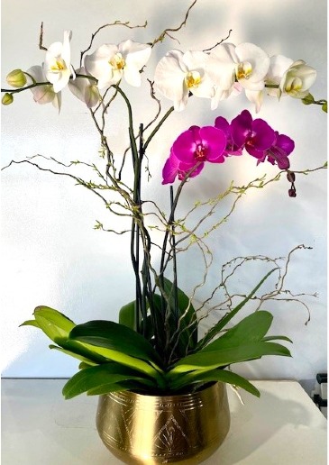 Orchid Plants Blooming Plant in Jamestown, NC | Blossoms Florist & Bakery