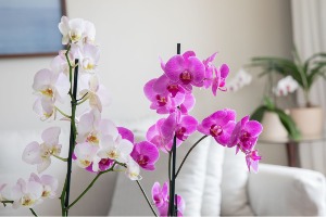 Orchid Plants Color and Stem Count Vary