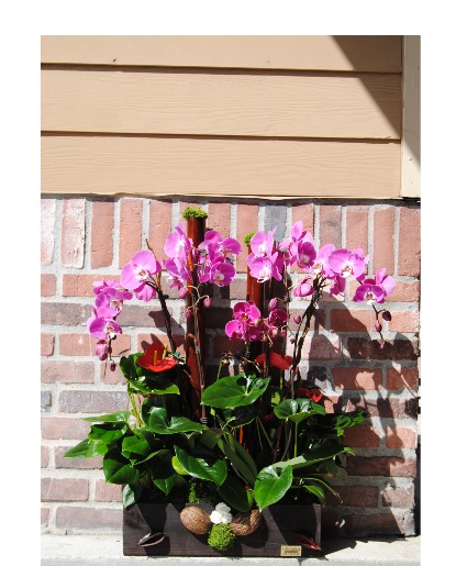 Orchid /Plants mixed Congratulations / Grand Opening