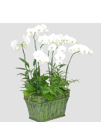 Orchid /Plants mixed Congratulations / Grand Opening